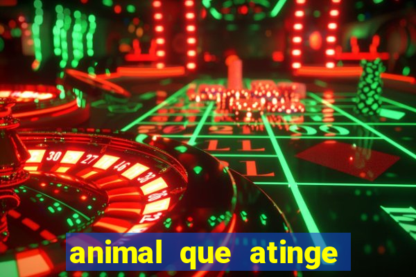 animal que atinge 230 decibéis