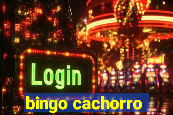 bingo cachorro