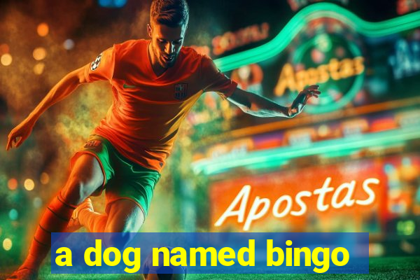 a dog named bingo